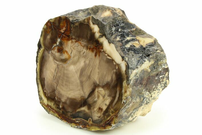 Polished Petrified Wood Limb - Saddle Mountain, WA #274834